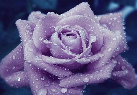 Send 11 Blue Roses & single Purple Rose Buy 11 Blue Roses & single Purple Rose Post 11 Blue