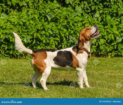 English Beagle - Breed of the Hunting Hounds of Dogs Stock Photo - Image of outdoor, house: 31470342