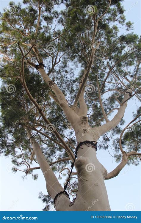 Eucalyptus Citriodora or Corymbia Citriodora or Ekaliptus Limoni Big ...