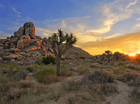 Joshua Tree National Park, Twentynine Palms, CA - Activity Review & Photos