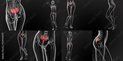 3D rendering medical illustration of the sacrum bone Stock Illustration ...