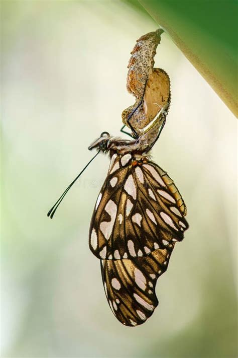 Passion Butterfly Hatching Out from Its Cocoon or Pupa Stock Image - Image of animal, life ...