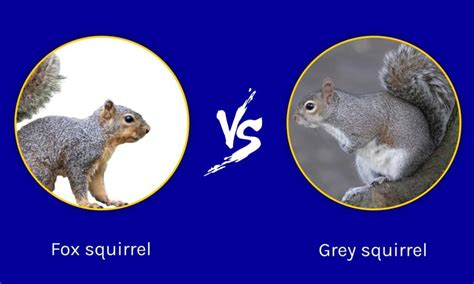 Fox Squirrel vs Grey Squirrel (Why Is My Birdfeeder Empty?) - A-Z Animals