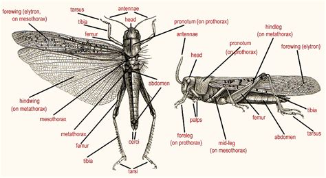 Insects of Britain and Ireland: Orthoptera - general morphology