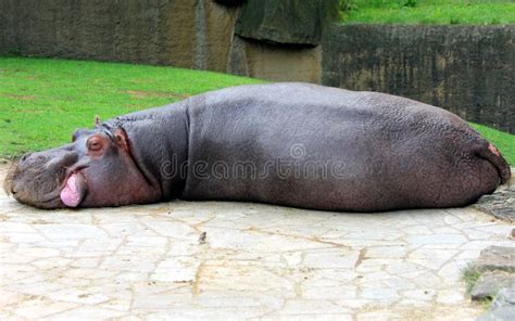 Hippo sleeping stock image. Image of estrus, nose, river - 90644311