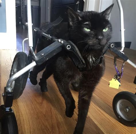 Special Cat in Wheelchair is Unstoppable – Proves Disabled Cats Are Worth a Chance