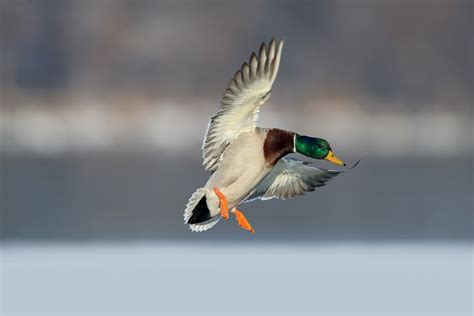 Mallard Hunting Tips from the Pros - Wildfowl