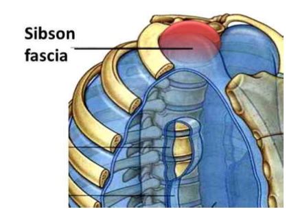 Lecture 9 - Thoracic Outlet Syndrome Flashcards | Quizlet