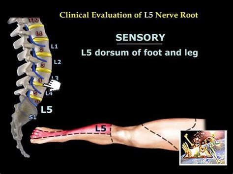 Mușchiul Latissimus dorsi: caracteristici, funcții, sindroame - Ştiinţă ...