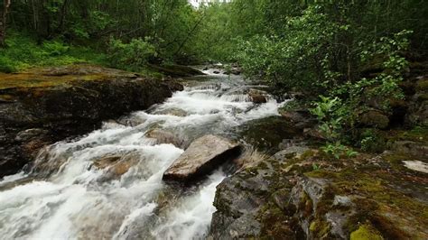 Relaxing sounds of a loud river in the autumn forest