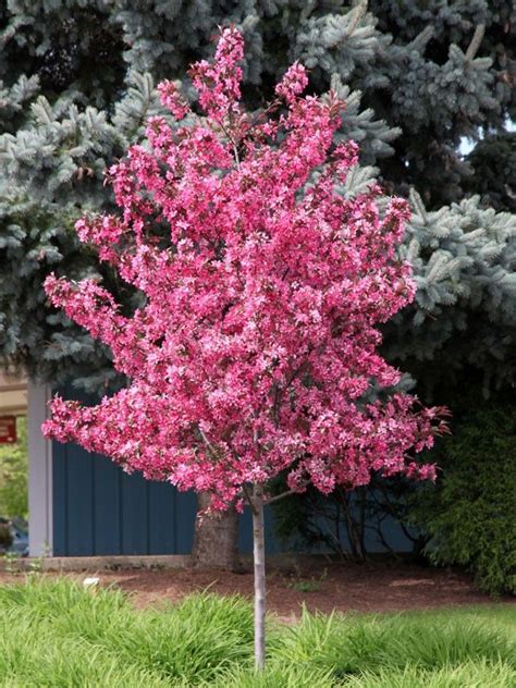 Royal Raindrops® Crabapple | Ornamental trees, Small ornamental trees ...