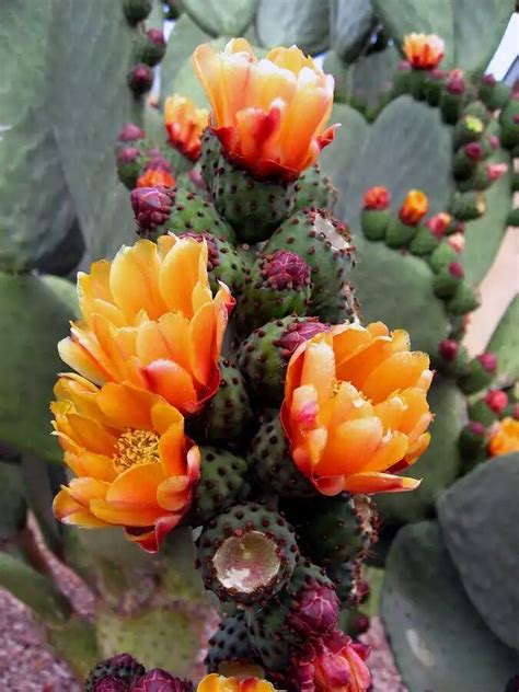 Blooming Cactus Flowers - XciteFun.net