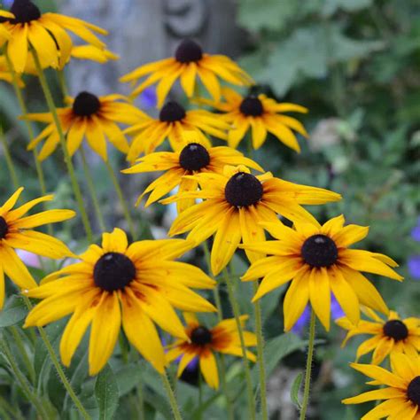 Black Eyed Susan Plant