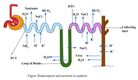 Nephron Reabsorption Diagram