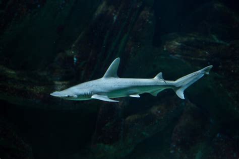 Bonnethead Shark - American Oceans