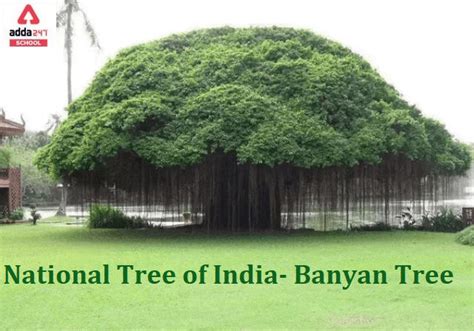 National Tree of India Name is Banyan Tree in English, Hindi