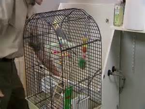 Tips on Bird Cage Cleaning Videos | Pets How to's and ideas | Martha ...