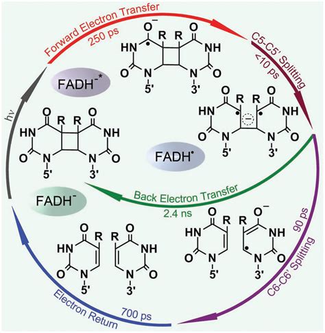 Complete photocycle of CPD repair by photolyase. All resolved... | Download Scientific Diagram