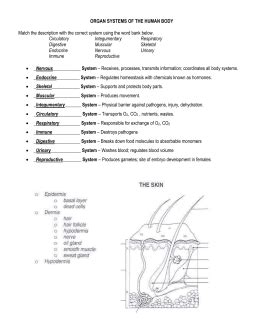 Worksheet The Integumentary System Answer Key