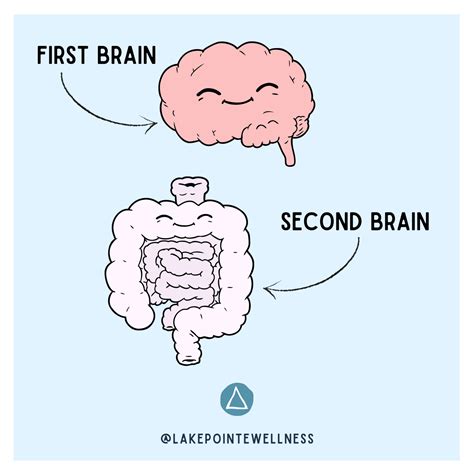 Be Regular: Your Second Brain | Lake Pointe Wellness | Minneapolis, MN