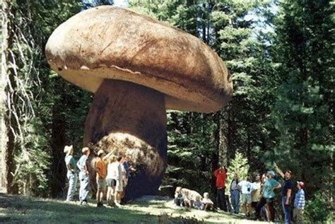 SCIplanet - Oregon’s Giant: The Largest Organism on Earth