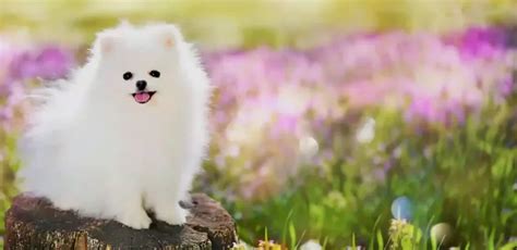 Pomerania Blanco - Perro mini o Spitz enano