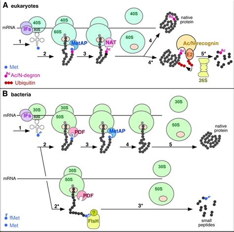 Figure 1 N-terminal formyl-methionine as a degron