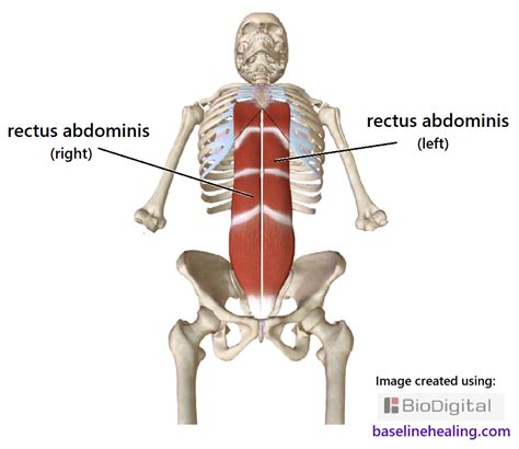 Rectus Abdominis