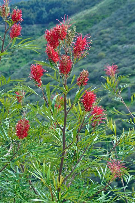 A Passion for Flowers: 5 Reasons to Love Grevillea Flowers