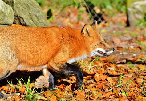 Red Fox Facts For Kids | Red Fox Habitat & Diet