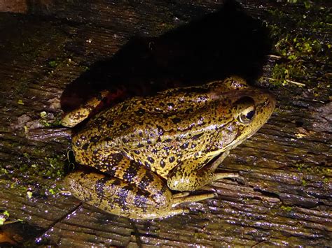 Using Algorithms To Catch The Sounds Of Endangered Frogs : All Tech Considered : NPR