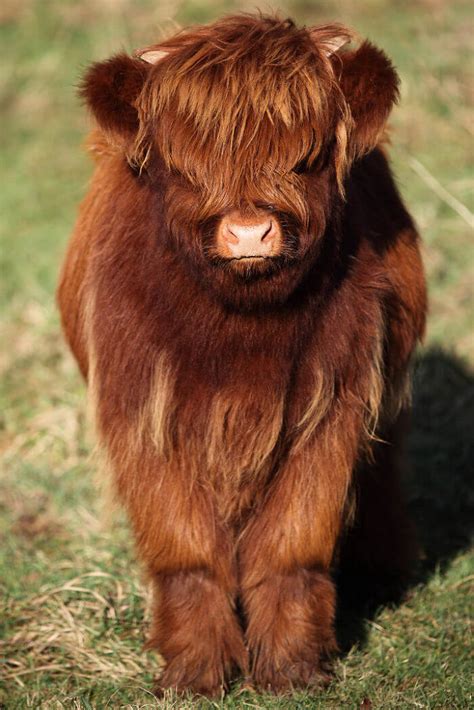 These Baby Highland Cattle Cows Can Cheer You Up No Matter What Happened