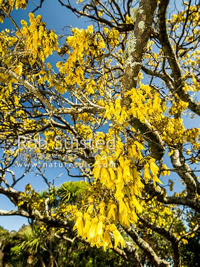 Kowhai tree flowering (Spohora microphylla), an iconic NZ native tree. Looking up through tree ...