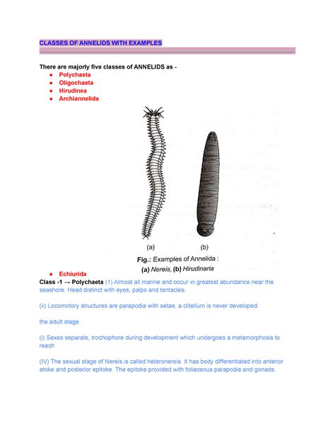 Classes of Annelids characteristics of Polychaeta , hirudinaria - CLASSES OF ANNELIDS WITH ...