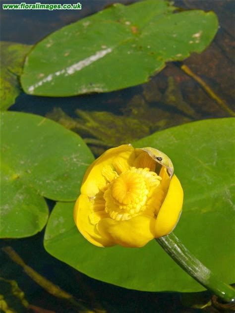 Nuphar lutea, picture 11 of 11