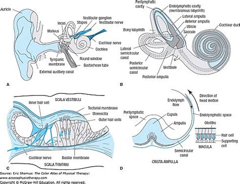 Vestibular Neuritis | AccessMedicine Network