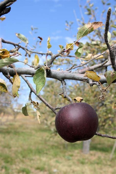 Arkansas Black Apple – Gingerich Tree Farm