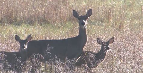 Department of Conservation: New record set for Missouri deer harvest - ABC17NEWS