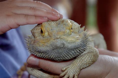 Do bearded dragons like to be pet? (How to handle them like a pro) | ExoPetGuides