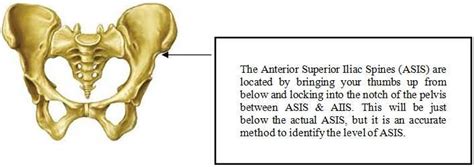 posterior superior iliac spine palpation - hunter-fans-replacement-blades