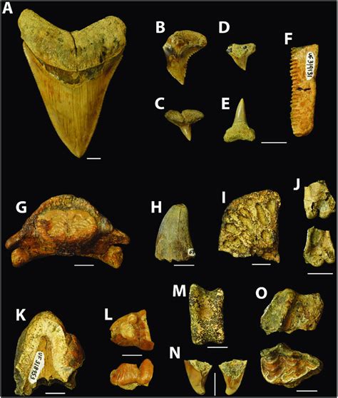 Representative examples of vertebrate fossils collected from the ...