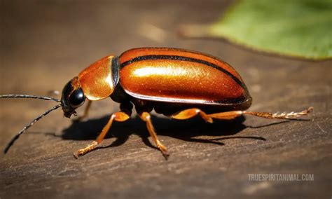 Squash Beetle Symbolism and Meaning - Your Spirit Animal