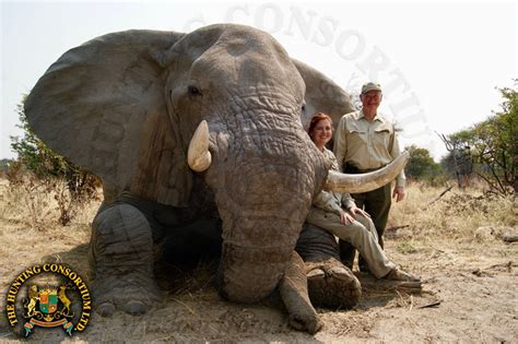 African Elephant | Hunting Consortium Introduction to Elephant Hunting ...