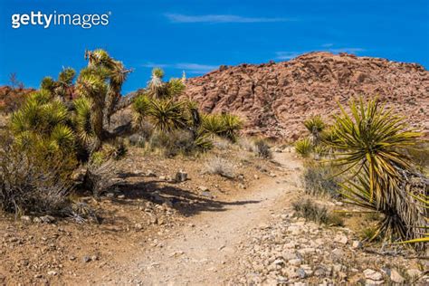 Plants of Nevada desert 이미지 (1210954611) - 게티이미지뱅크