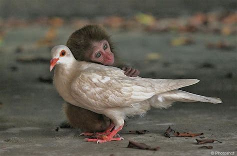 Animals showing love towards each other