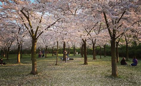 Het tijdelijke Bloesempark in het Amsterdamse Bos is een must-see | Reisleven.nl