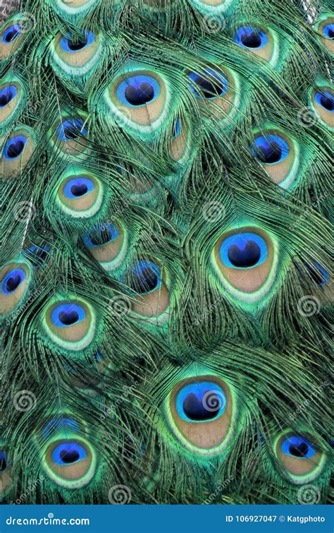 Peacock Feather Pattern stock image. Image of blue, birdwatching ...