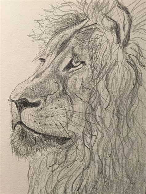 Pencil drawing/sketch of lion Animal Drawings, Pencil Drawings, Drawing Sketches, Sketching, Pen ...