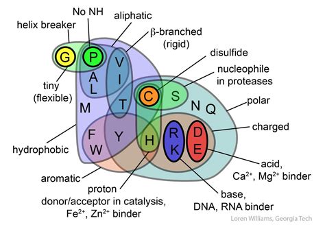 Venn Diagram showing the properties of the 20 amino acids created by Prof. Loren Williams : r ...