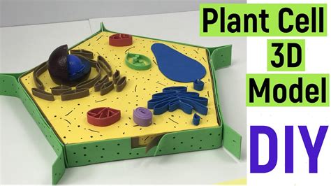 Plant cell 3d model making | plant cell model | plant cell structure | #diyasfunplay | # ...